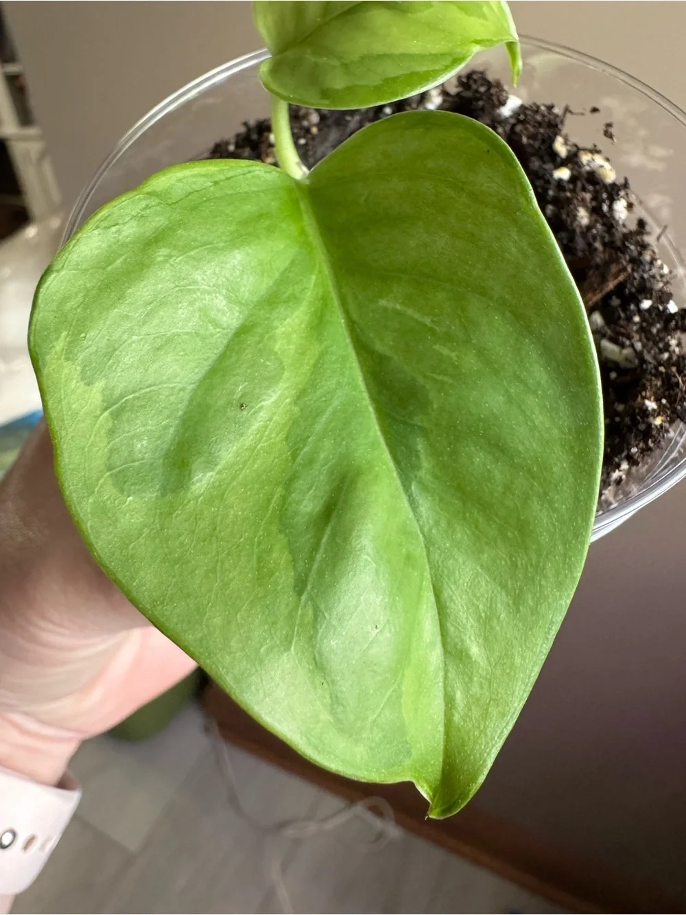 Global Green Pothos-Rooted